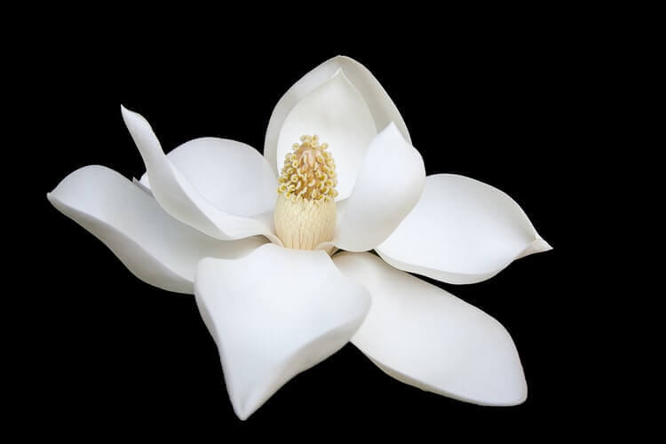 cremation services in St. Petersburg, FL