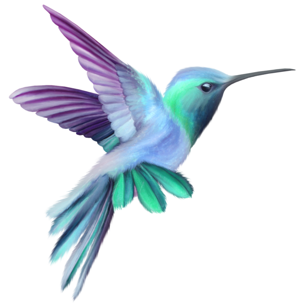 Hummingbird_Transparent_Clip_Art_Image