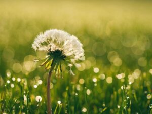 cremation services in Largo, FL