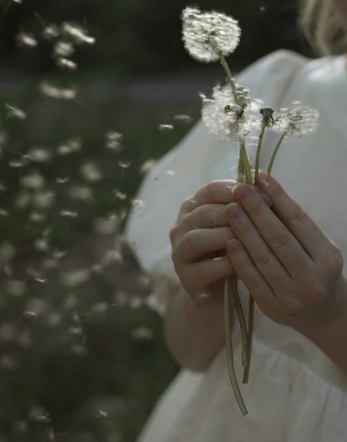 cremation services St. Petersburg, FL