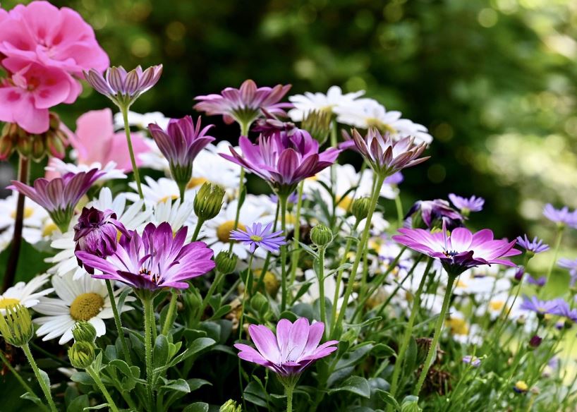 cremation services Largo, FL