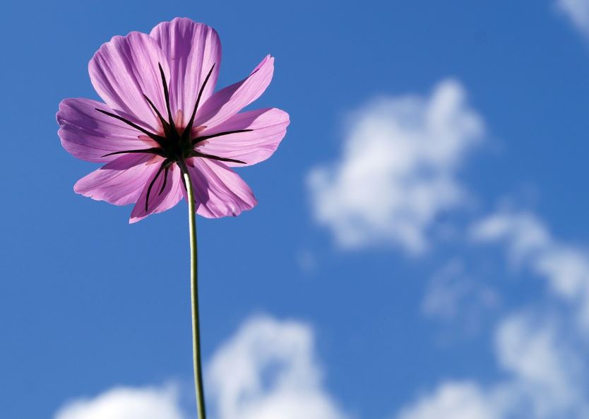 cremation services Largo, FL