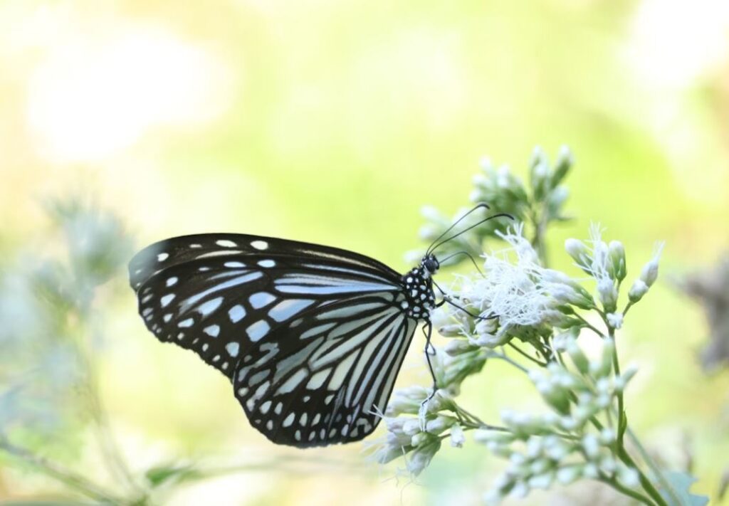 cremation services St. Petersburg, FL
