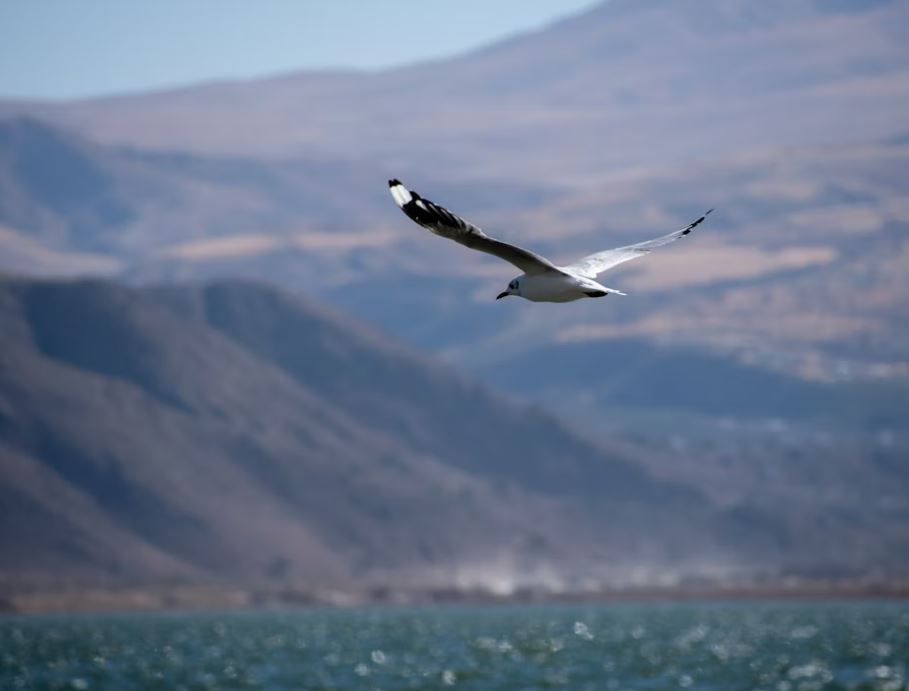 cremation services Largo, FL