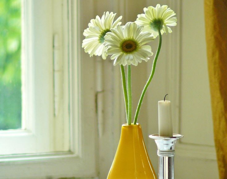 cremation services St. Petersburg, FL