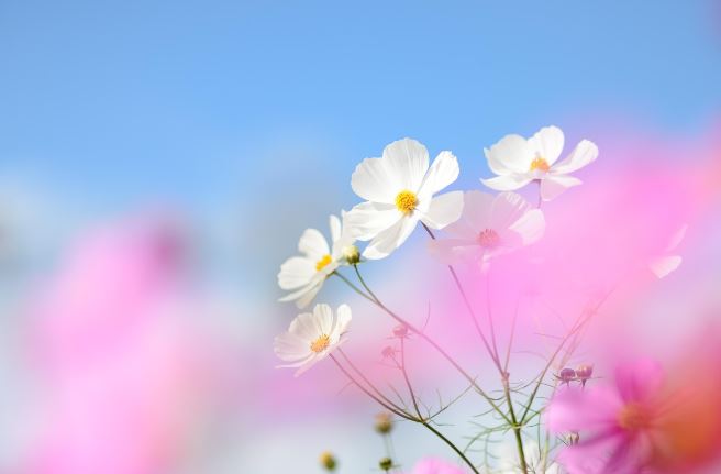 cremation services Clearwater, FL