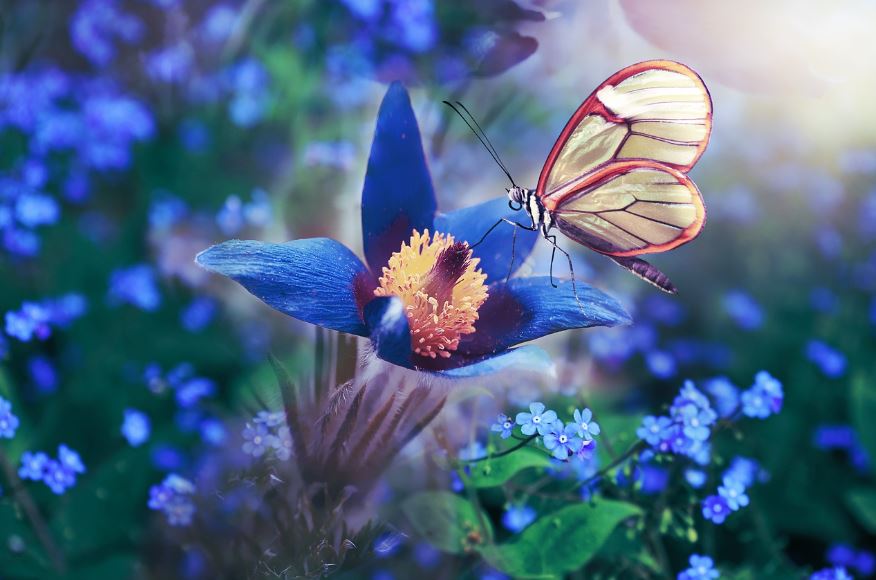 cremation services Clearwater, FL