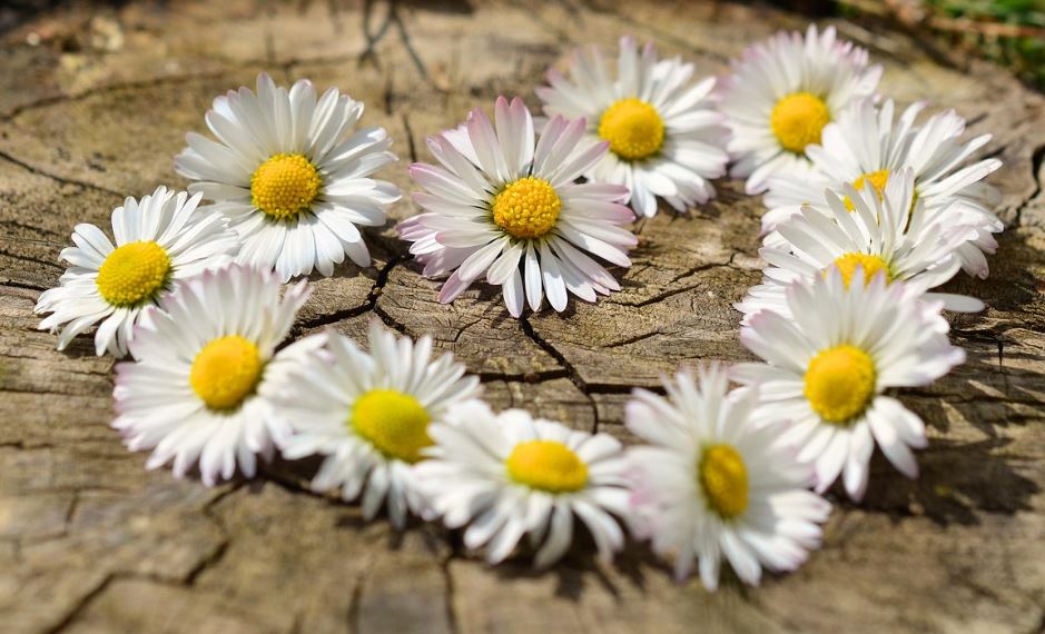 cremation services St. Petersburg, FL