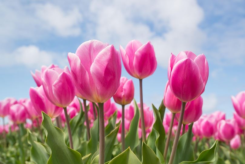 Fresh pink tulips standing tall in a sunlit flower field, cremation services Largo, FL