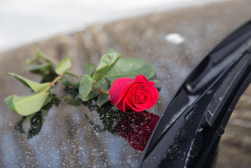Single red rose on wet windshield beside a wiper blade, St. Petersburg, FL memorial