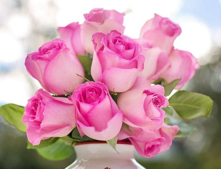 Soft pink roses arranged beautifully for trusted care and cremation services St. Petersburg, FL