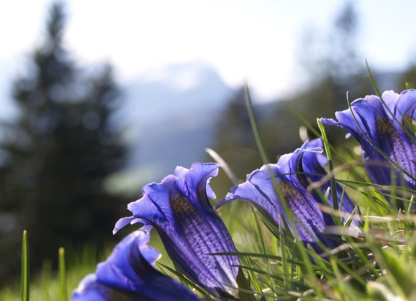 Serene purple bell-shaped flowers in a field, helpful for cremation services Clearwater, FL