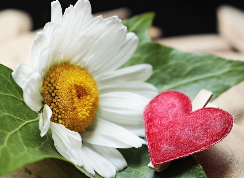 White daisy flower with a red felt heart, offering comfort for cremation services Clearwater, FL